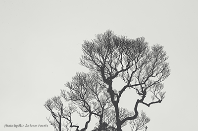 676. Real Property Tax on Trees RCU 12.17.19 monochrome photography of bare tree 962317